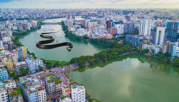 Thumbnail for রাজধানীতে হঠাৎ দেখা মিলছে বিষধর গোখরার, ঘটনা কী?