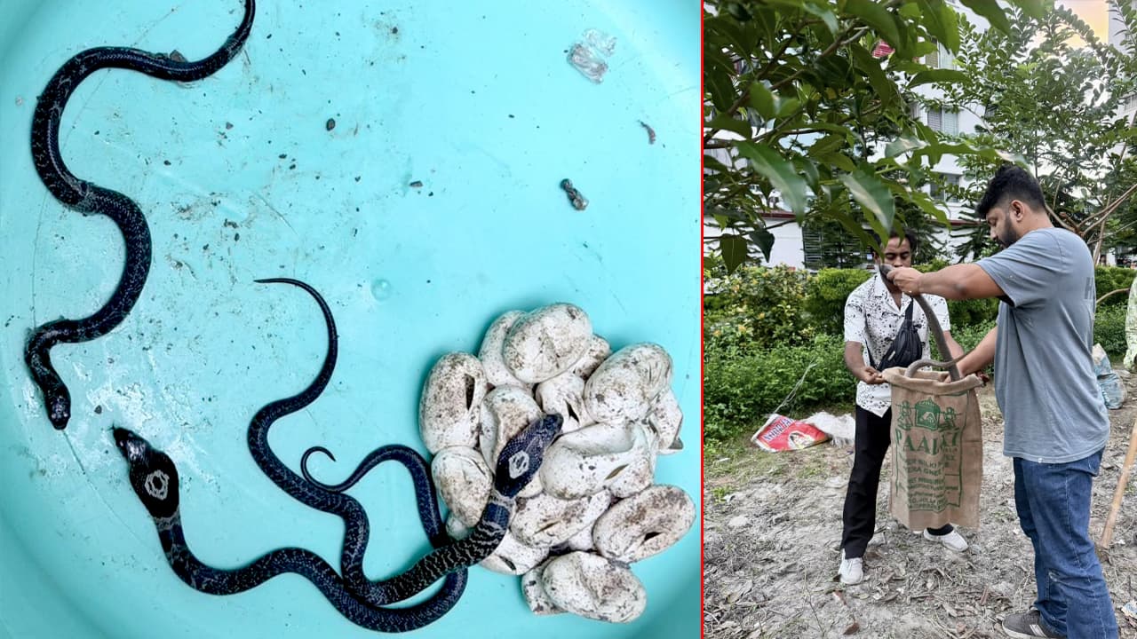 Thumbnail for রাসেল ভাইপার থেকে গোখরা, রাজধানীর ৯ তলায়ও মিলছে সাপ