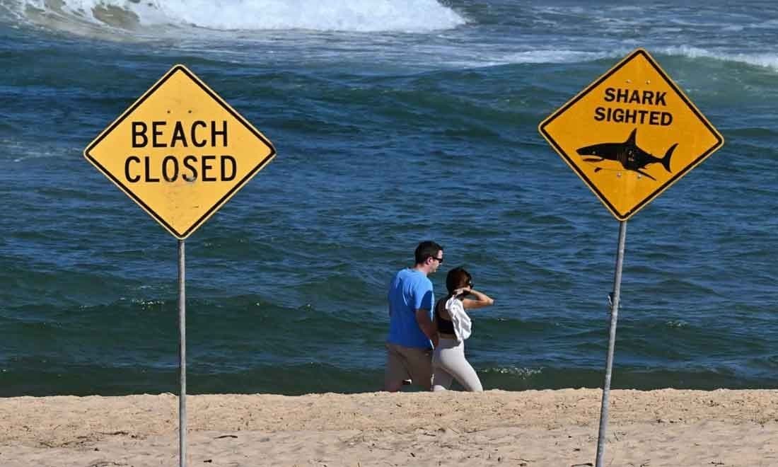 Thumbnail for একের পর এক হাঙর আক্রমণে রুদ্ধশ্বাস পরিস্থিতি অস্ট্রেলিয়ার