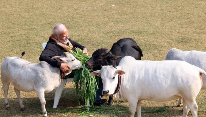 Thumbnail for ভারতে গোবর-গোমূত্র থেকে ক্যান্সার গবেষণা, ব্যাপক নয়ছয়