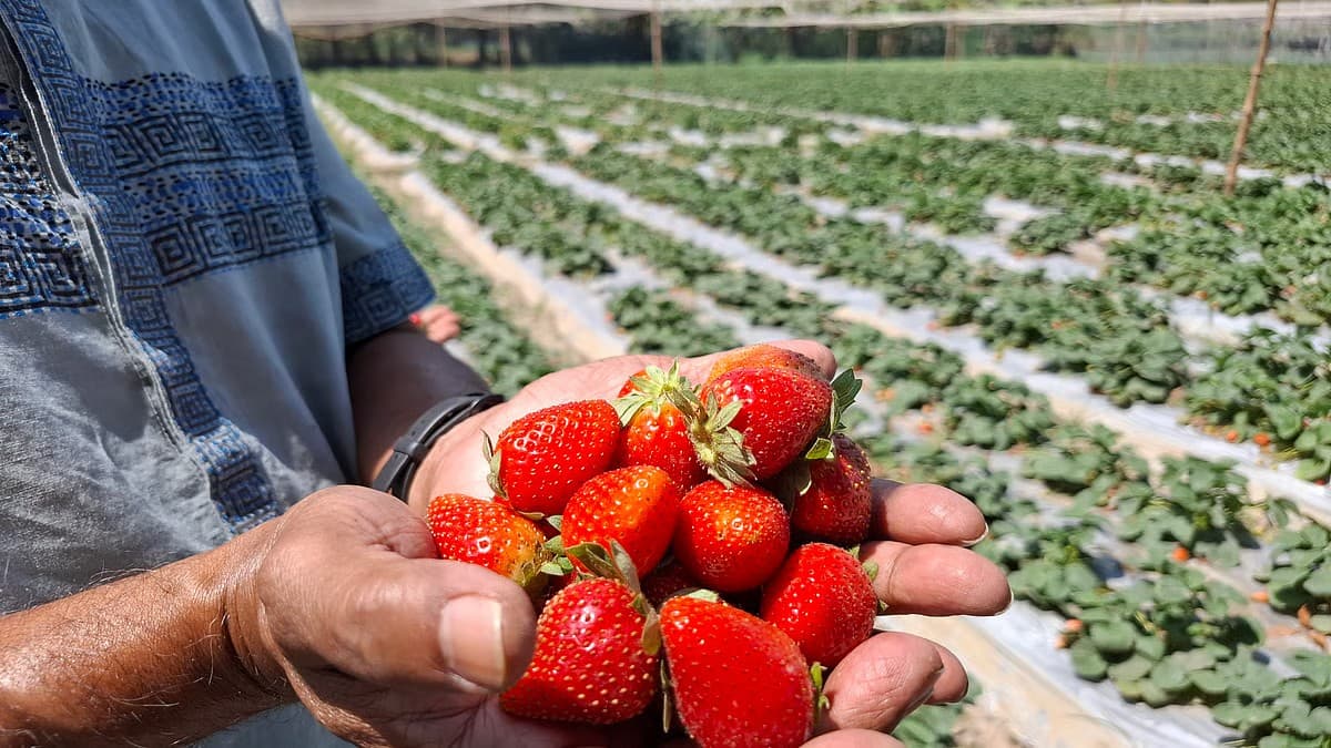 Thumbnail for রূপকথার ফল এখন মাঠজুড়ে: দুই বছরে দেশে স্ট্রবেরি উৎপাদন বেড়েছে দ্বিগুণ